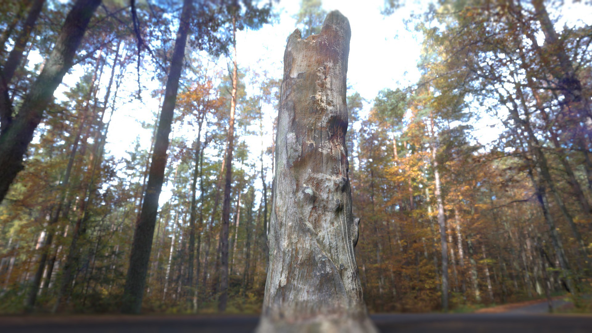 3D Tree Stump model https://p.turbosquid.com/ts-thumb/GU/D6x9k0/7J/treestump_001_008/jpg/1673500485/1920x1080/fit_q87/75abe526c6f2793c8e677e2aa55179f4108be90b/treestump_001_008.jpg