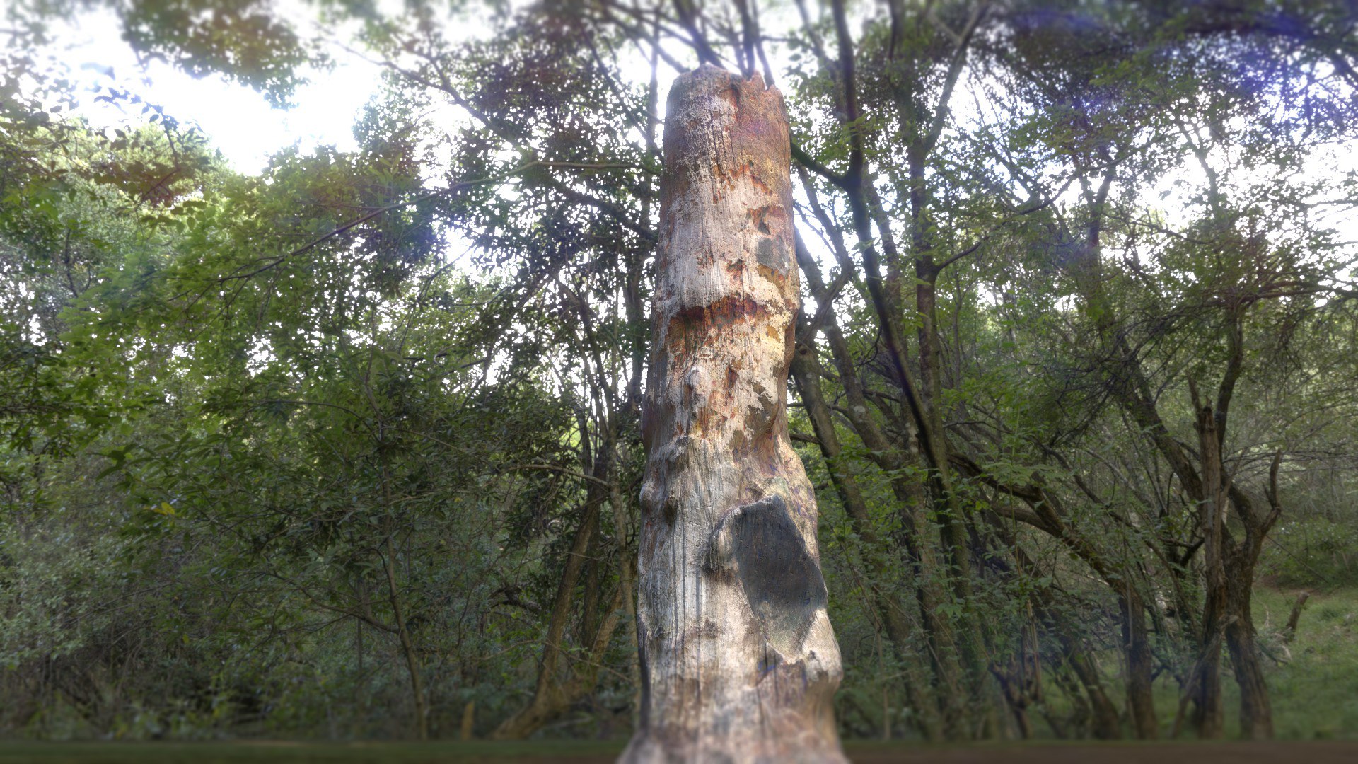 3D Tree Stump model https://p.turbosquid.com/ts-thumb/GU/D6x9k0/7h/treestump_001_002/jpg/1673500480/1920x1080/fit_q87/8da78a8f073d1a672ae3f21523bf875fd8f93f23/treestump_001_002.jpg