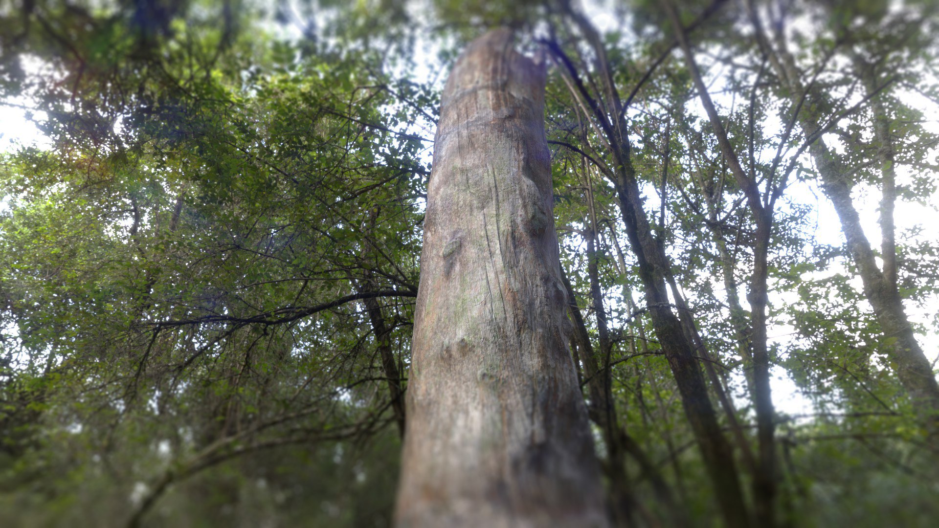 3D Tree Stump model https://p.turbosquid.com/ts-thumb/GU/D6x9k0/oH/treestump_001_004/jpg/1673500482/1920x1080/fit_q87/87629b841a6ae630c385ec03299f44c1b1075ab2/treestump_001_004.jpg