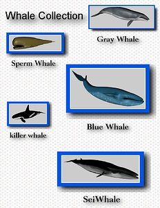 whales 3d c4d