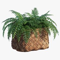 Fern basket