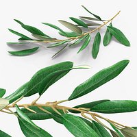 Olive Tree Branch Without Olives Lying