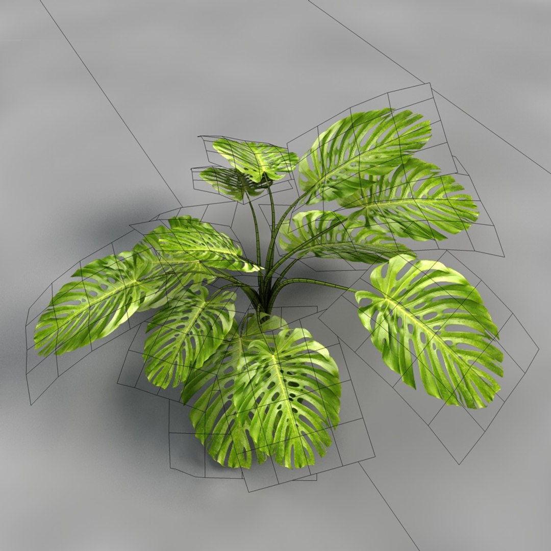 monstera deliciosa 3D model https://p.turbosquid.com/ts-thumb/GU/R8h3fY/E79j1T1d/plant04wire/jpg/1542374526/1920x1080/fit_q87/fa7142640d6a68c4ec1139b6e767c5b241dda92c/plant04wire.jpg
