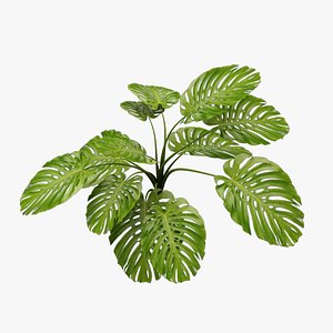 monstera deliciosa 3D model