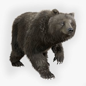 3D bear standard pack rig character model