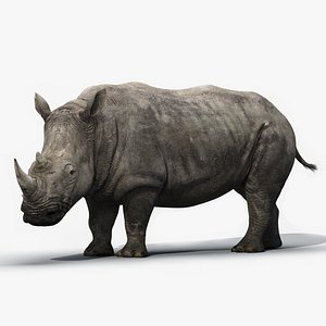 3d model rhino rigged