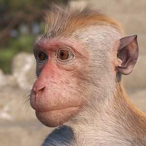 Wild Rhesus Monkey Light Brown Fur for Cinema 4D 3D