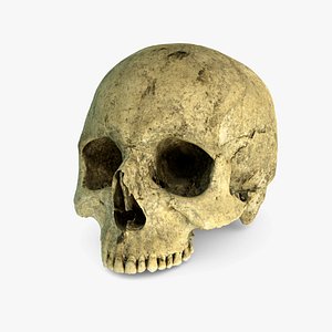 3D Real Ancient Human Skull Scan