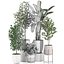Plantas decorativas para decoración de interiores en macetas 557