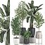 Plantas decorativas para decoración de interiores en macetas 557