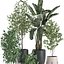 Plantas decorativas para decoración de interiores en macetas 557