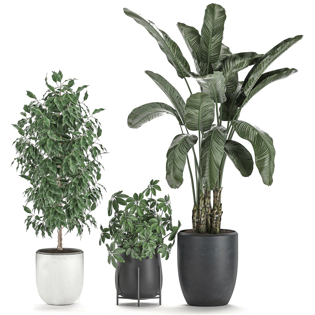 3D decorative plants interior pots https://p.turbosquid.com/ts-thumb/GV/8yH7VO/LgS0HGFd/plantset2505202010/jpg/1590498744/1920x1080/fit_q87/5ba48b8879bd2fd6fb925c9d4f241a29d15f018a/plantset2505202010.jpg
