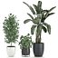 Plantas decorativas para decoración de interiores en macetas 557