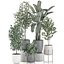 Plantas decorativas para decoración de interiores en macetas 557