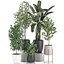 Plantas decorativas para decoración de interiores en macetas 557