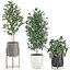 Plantas decorativas para decoración de interiores en macetas 557