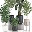 Plantas decorativas para decoración de interiores en macetas 557