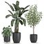 Plantas decorativas para decoración de interiores en macetas 557
