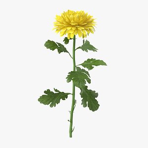 3d max yellow chrysanthemum standing -