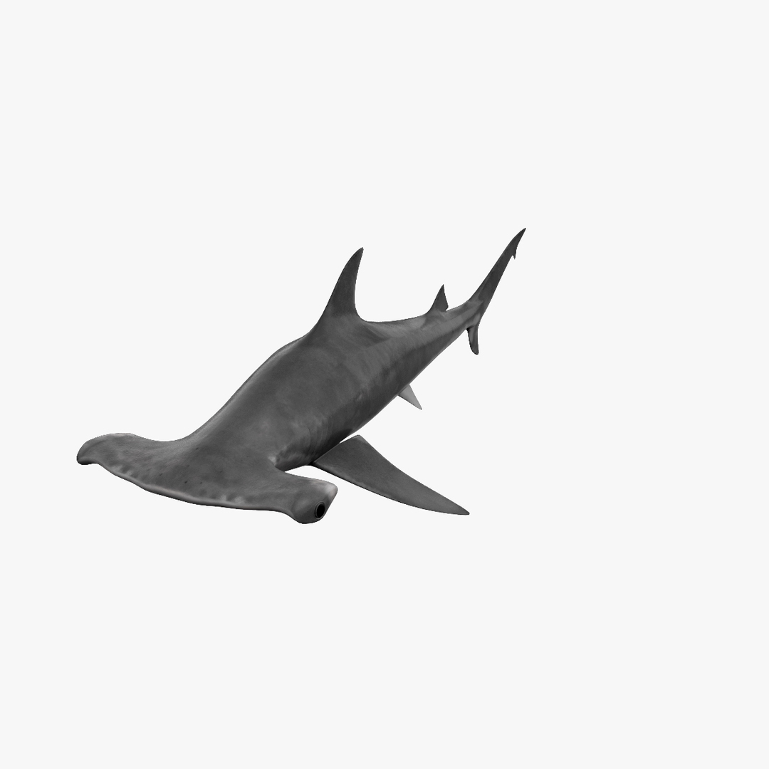 3ds max hammerhead shark https://p.turbosquid.com/ts-thumb/GV/DaUuI8/Q3rzDdfz/sharktt/jpg/1335810221/1920x1080/turn_fit_q99/51bf212a27d3edff01e66655ca4a3a6ea821896a/sharktt-1.jpg