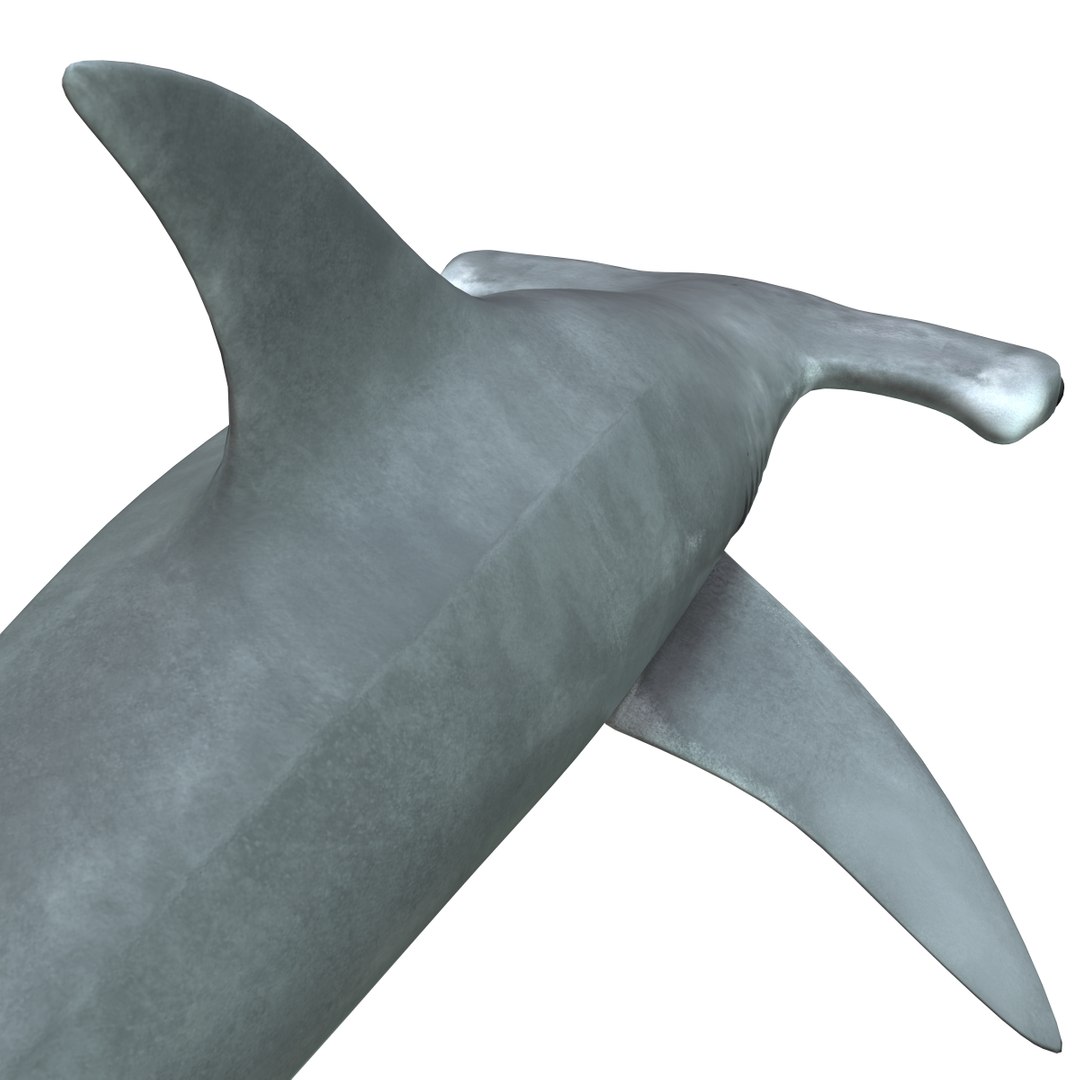 3ds max hammerhead shark https://p.turbosquid.com/ts-thumb/GV/DaUuI8/dtOe8w0J/shark_hammerhead_18/jpg/1322491798/1920x1080/fit_q87/1d3c3e26b8c921a8b7f2632035bf69994bae20b5/shark_hammerhead_18.jpg