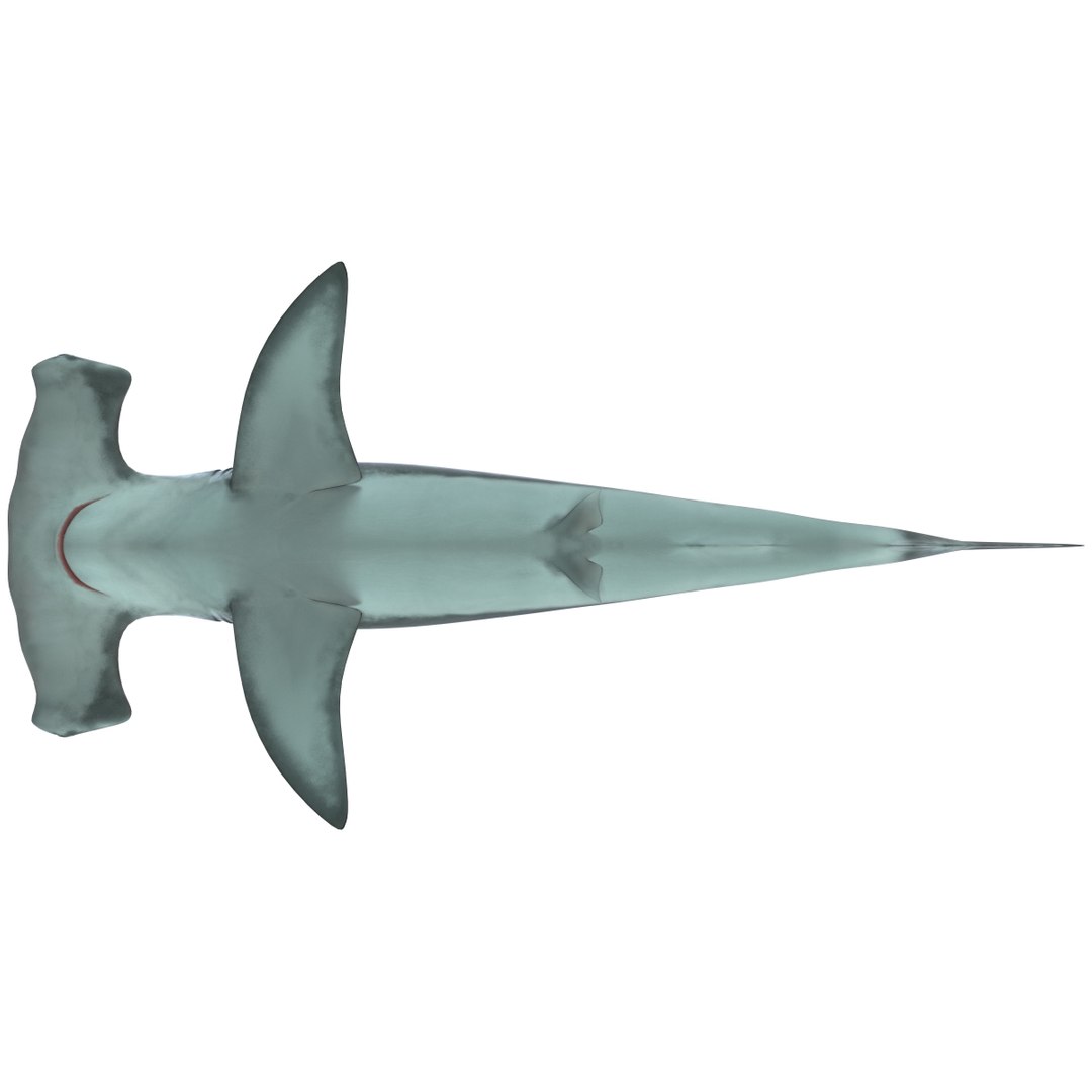 3ds max hammerhead shark https://p.turbosquid.com/ts-thumb/GV/DaUuI8/lGqD1oPu/shark_hammerhead_09/jpg/1322491798/1920x1080/fit_q87/c0159bce4de66efb836d7dd4a775f8726a1ef689/shark_hammerhead_09.jpg