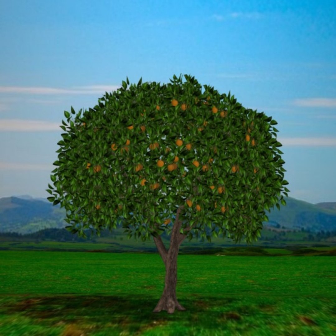 orange tree pl 3d model
