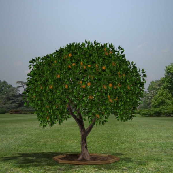 orange tree pl 3d model