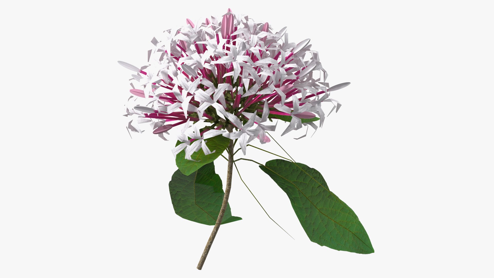 Clerodendrum Quadriloculare Flower 3D model preview