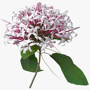 Clerodendrum Quadriloculare Flower
