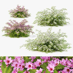 Deutzia bush