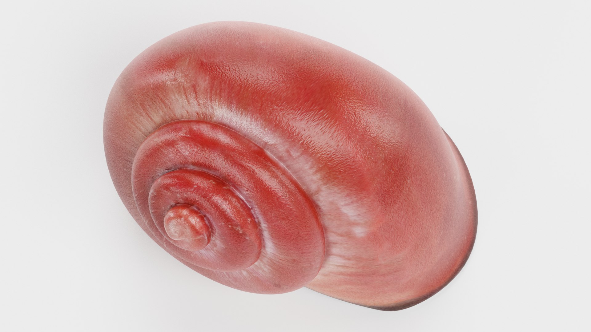 3D snail shell https://p.turbosquid.com/ts-thumb/GV/jiXLbO/OxUH7YDh/snailshellf/png/1579273397/1920x1080/fit_q87/6646000e4fe8eef1712724a0b3023528f1ee6e10/snailshellf.jpg