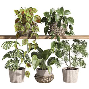 ivy potted plants on shelf