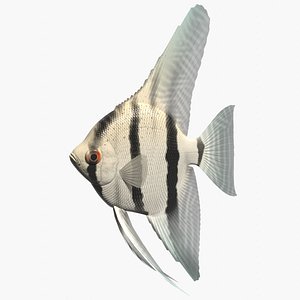 Freshwater angelfish
