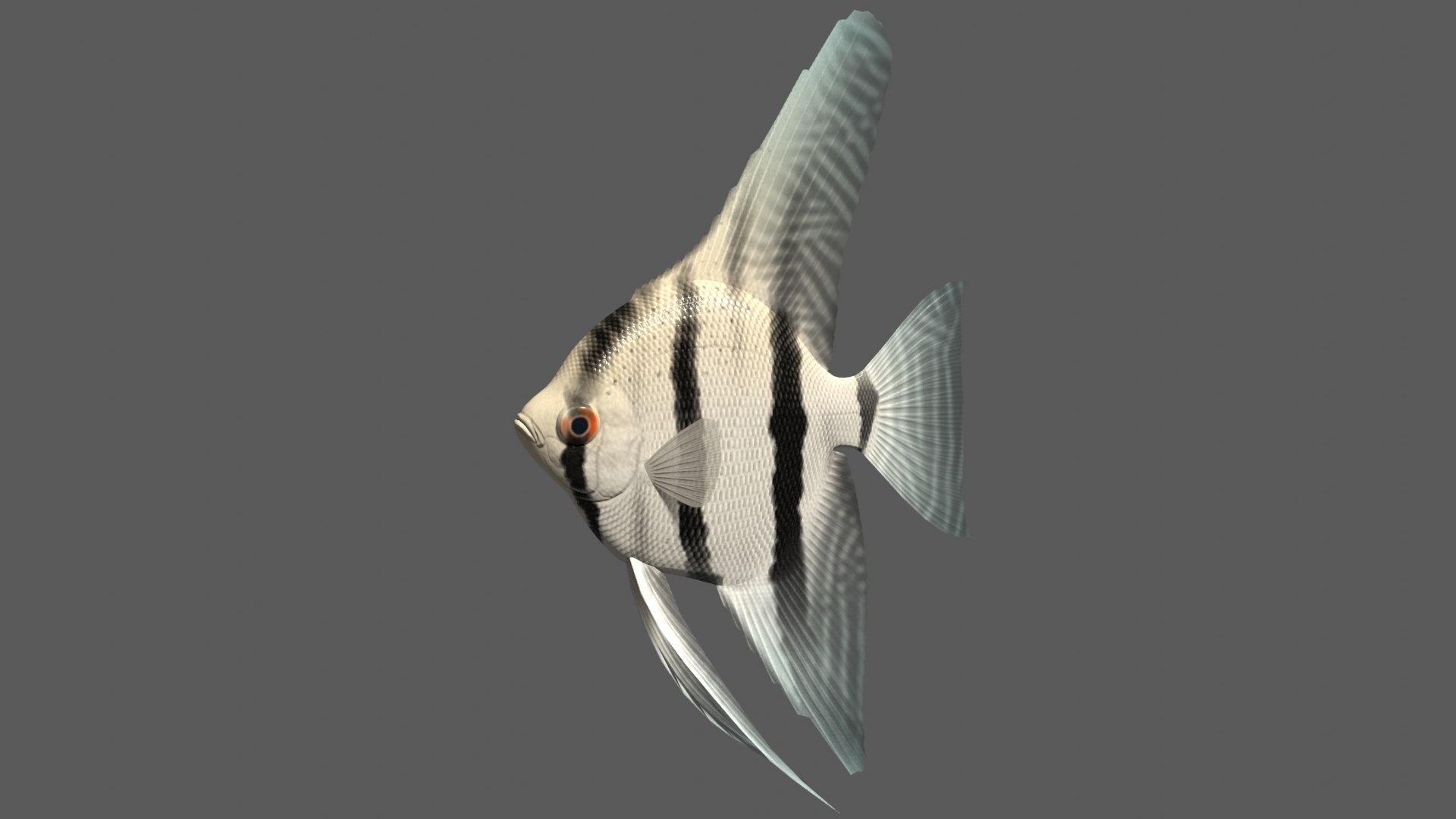angel fish swimming 3d 3ds https://p.turbosquid.com/ts-thumb/GV/wTkArb/OV/angelimage/png/1635581153/1920x1080/fit_q87/a96d81eb94c2d3a874617713469ef7919b5ddd06/angelimage.jpg