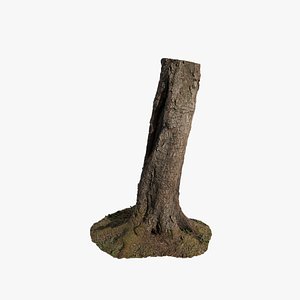 Anydrafts Betula albosinensis Trunk 01 3D