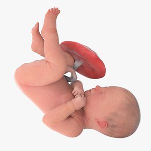 3D Fetus Week 40 Animated