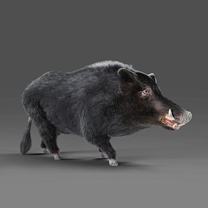 Fur Black Wild Boar Rigged and Animation 3D model