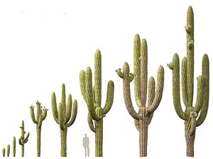 Carnegiea gigantea - Giant Saguaro model