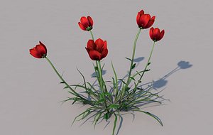 3D coquelicot flower model