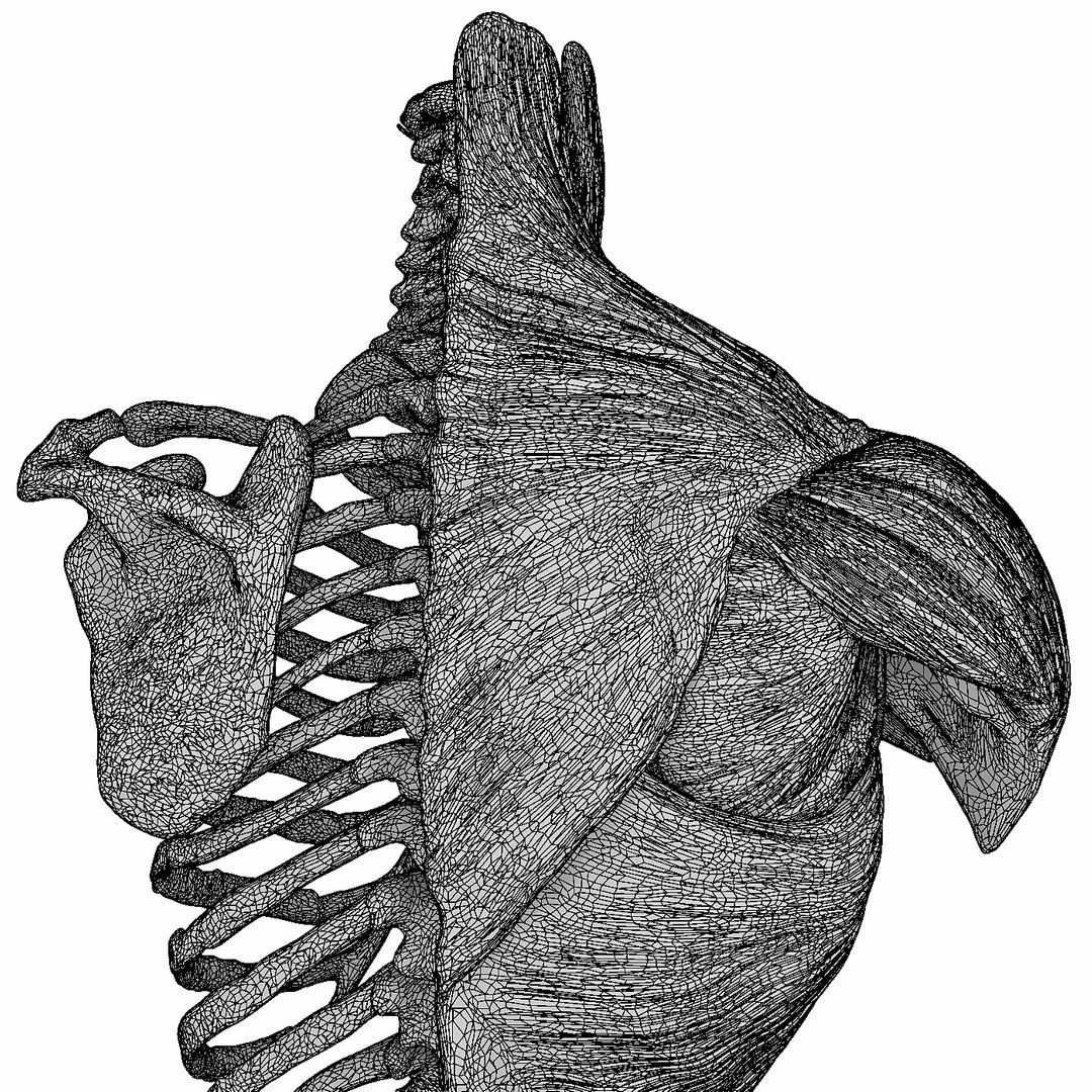 3D human male torso model https://p.turbosquid.com/ts-thumb/GW/n8YSxg/5XQUgGTC/12t/jpg/1508087515/1920x1080/fit_q87/da95b085661f9d2d9da8e735318ee9af830ecbca/12t.jpg