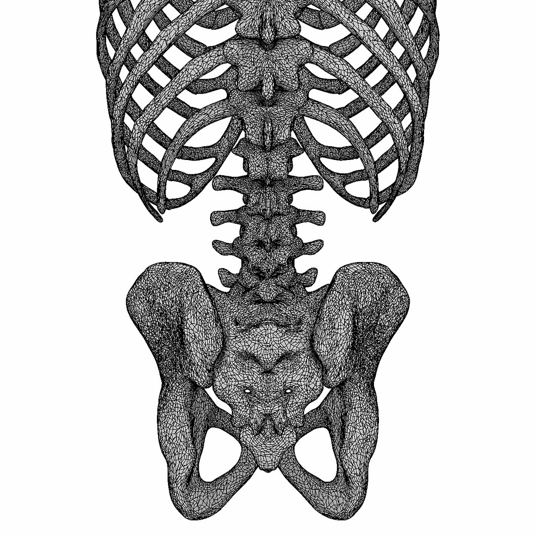3D human male torso model https://p.turbosquid.com/ts-thumb/GW/n8YSxg/8qPjVYSl/15t/jpg/1508087704/1920x1080/fit_q87/ef434ef4ec40758fd11f08bb53f0aad3b2b5668f/15t.jpg