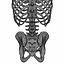Menschliche Torso-Anatomie