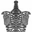 Menschliche Torso-Anatomie