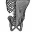 Menschliche Torso-Anatomie
