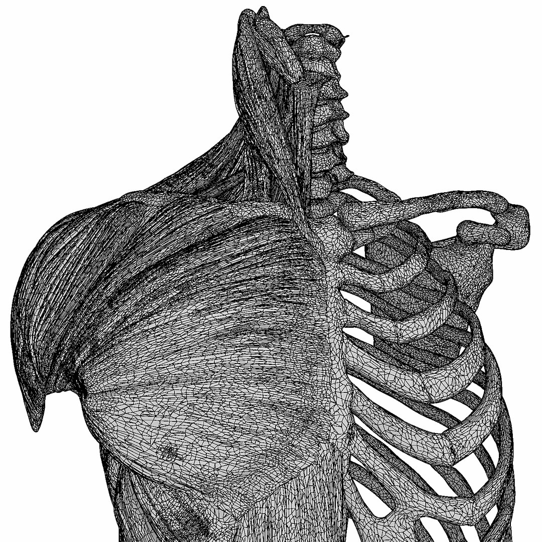 3D human male torso model https://p.turbosquid.com/ts-thumb/GW/n8YSxg/ScFpP63A/8t/jpg/1508087299/1920x1080/fit_q87/b15835c4002e145fa4ad777a4c3c1d972b2ba9a1/8t.jpg