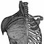 Menschliche Torso-Anatomie