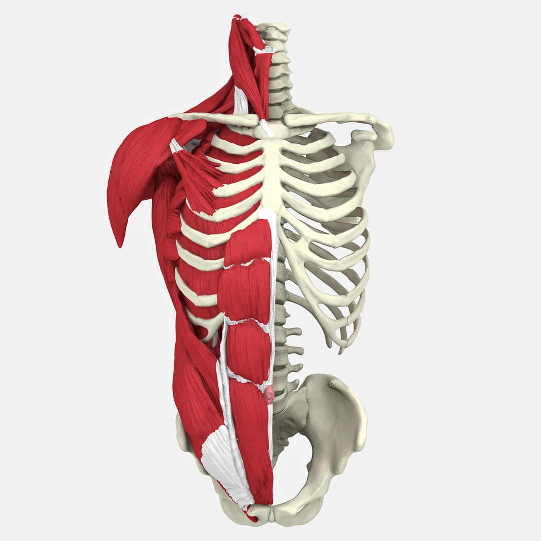 3D human male torso model https://p.turbosquid.com/ts-thumb/GW/n8YSxg/TkYT0xkL/4t/jpg/1508087139/1920x1080/fit_q87/c46d6684df936747fbec0213025ee906a264855e/4t.jpg