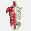 Menschliche Torso-Anatomie
