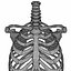 Menschliche Torso-Anatomie